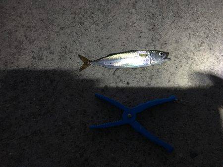 ワインドでサバ