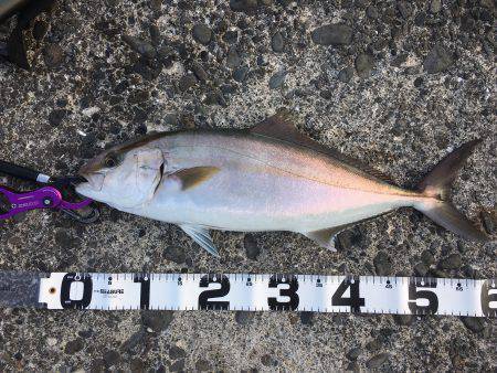 パワフルなカンちゃん