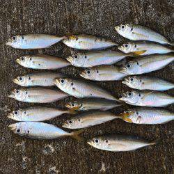 豆アジ、カマス