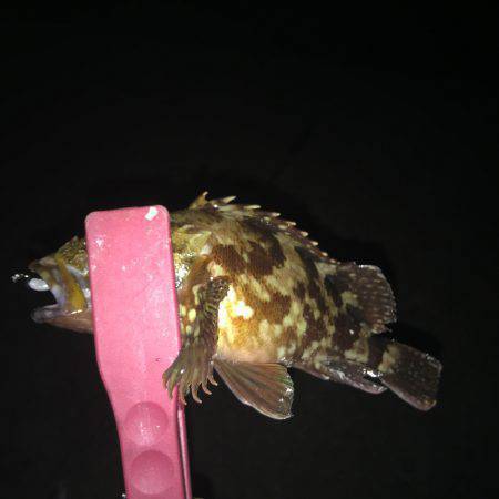 アジングのハズが、、