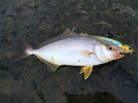 小さいながらもトップで