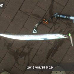 ワインド、プラグ、ブレード