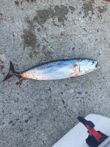 ソーダガツオ好調