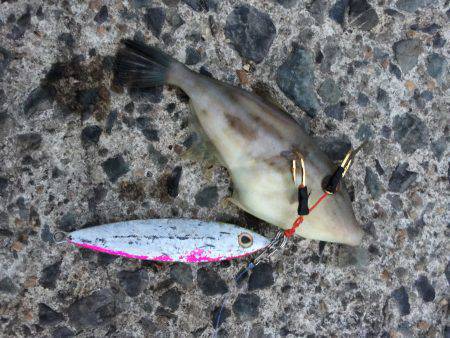 超久しぶりの釣行