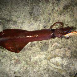 ケンサキイカ釣り