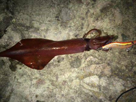 ケンサキイカ釣り