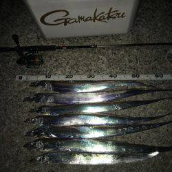 夕方タチウオワインド