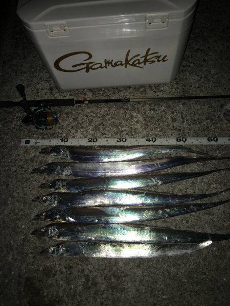 夕方タチウオワインド