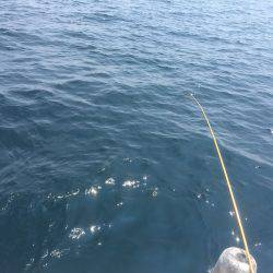 アジ25〜35㎝、真鯛32㎝