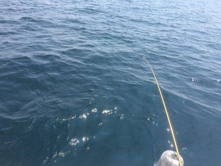 アジ25〜35㎝、真鯛32㎝