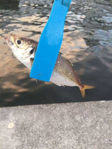 アジが入れ食い