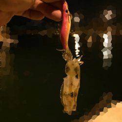 アオリイカ新子調査♩