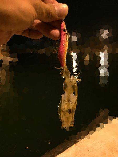 アオリイカ新子調査♩