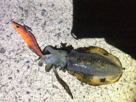 アオリイカ新子