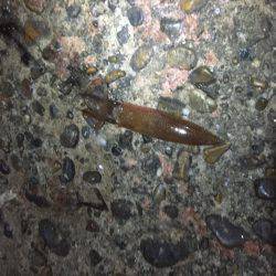 今年初のケンサキイカ釣り