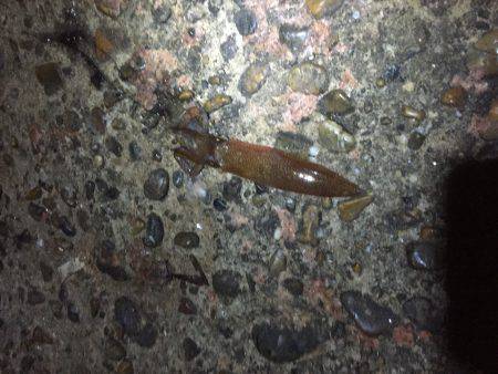 今年初のケンサキイカ釣り