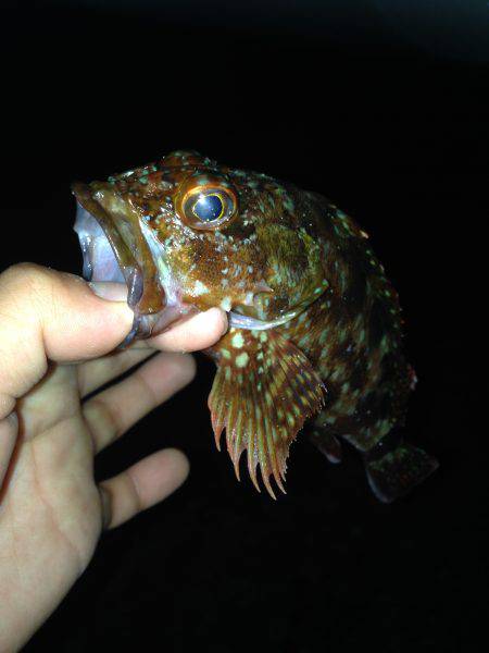 ナイトハギングでガシラ&キス