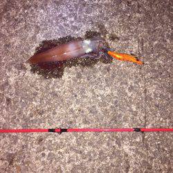 初ケンサキゲット!