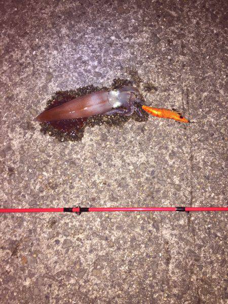 初ケンサキゲット！