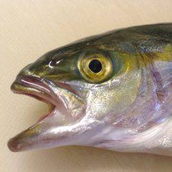 海水浴場でハマチ