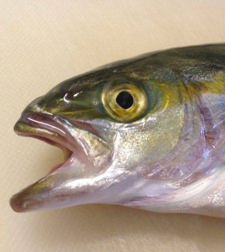 海水浴場でハマチ