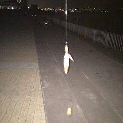 今期初ケンサキ