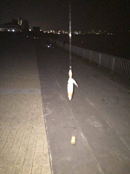 今期初ケンサキ