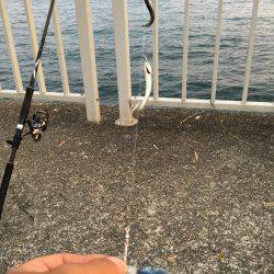 イワシ無限。タチウオボチボチ。