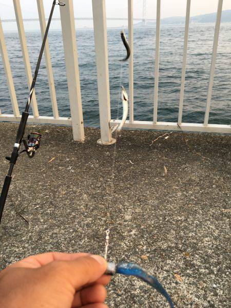 イワシ無限。タチウオボチボチ。