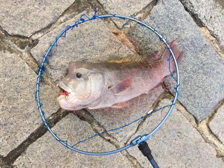 チニング、投げ釣り