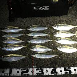 アジ快釣o(^▽^)o