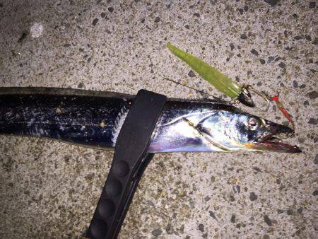 ワインドタチウオ