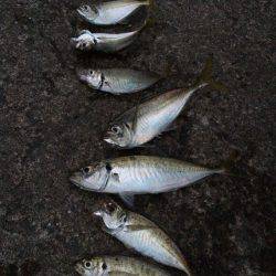 夕マヅメのアジ