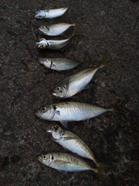 夕マヅメのアジ