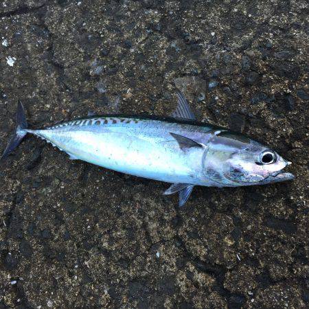 昨日は釣れてたのに・・・？