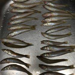 真夏にちょい投げ