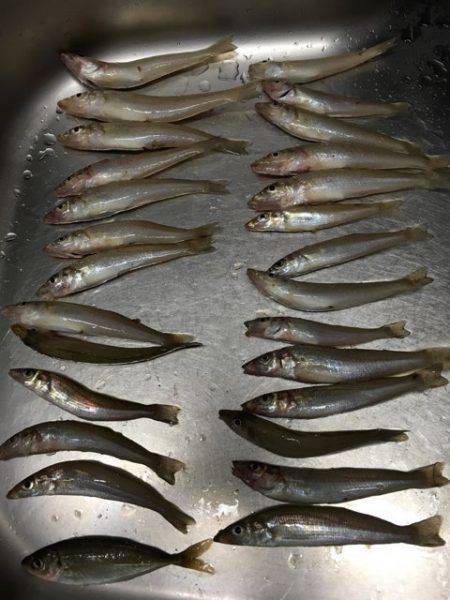 真夏にちょい投げ