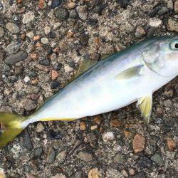 プチ青物大回遊