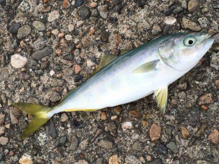 プチ青物大回遊