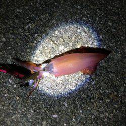 ケンサキ後半戦