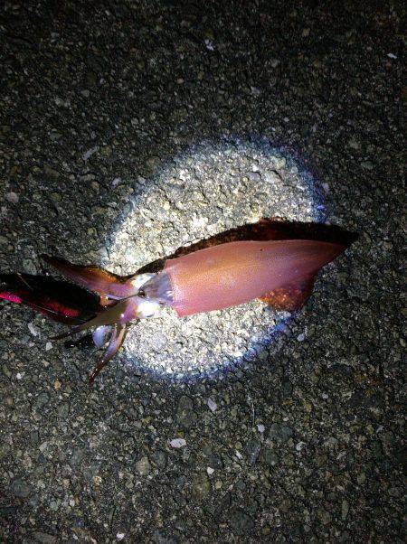 ケンサキ後半戦