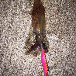 エギング短時間勝負