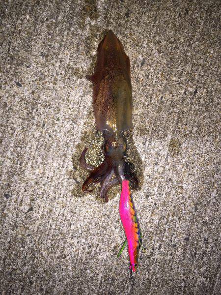 エギング短時間勝負