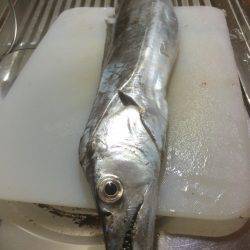 今年初ドラゴン