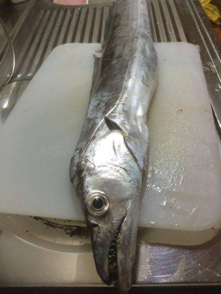 今年初ドラゴン