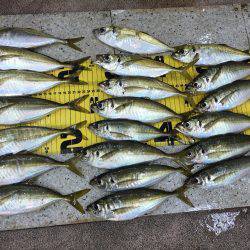 アジング絶好調