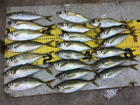 アジング絶好調