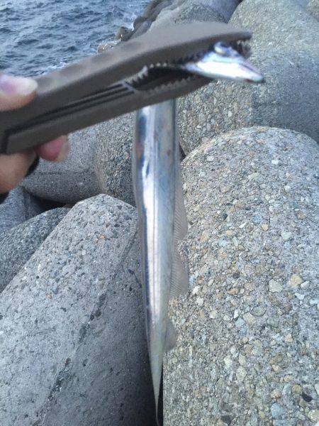 貝塚人口島テトラ帯