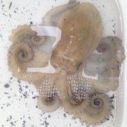 子どもとオクトパッシング