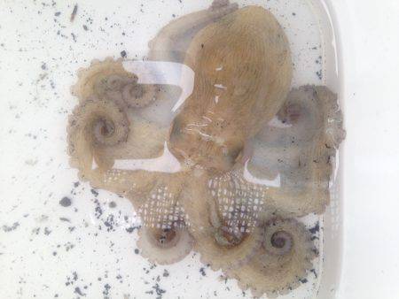 子どもとオクトパッシング